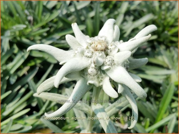 Mislukking Assortiment Kosten Alpenedelweiss - Leontopodium alpinum 'Blossom of Snow' - Edelweiss - kopen  bestellen - KwaliteitsPlanten.nl