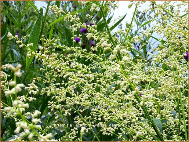Artemisia lactiflora 'Weiße Dame' | Witte bijvoet, Alsem, Bijvoet | Weiße Raute
