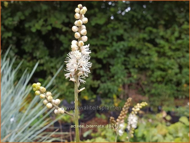 Actaea biternata | Zilverkaars, Oktoberkaars, Christoffelkruid | Christophskraut