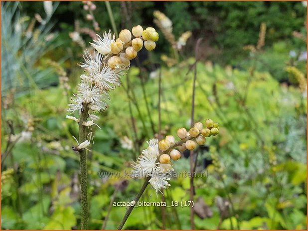 Actaea biternata | Zilverkaars, Oktoberkaars, Christoffelkruid | Christophskraut