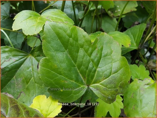 Actaea biternata | Zilverkaars, Oktoberkaars, Christoffelkruid | Christophskraut