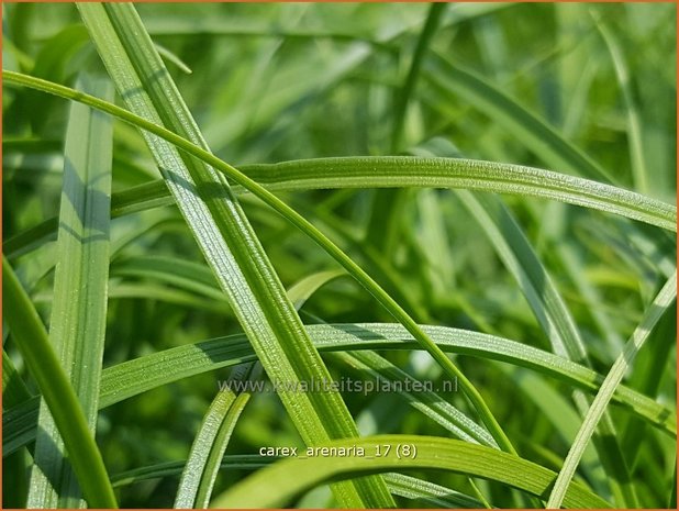 Carex arenaria | Zandzegge, Zegge | Strandsegge