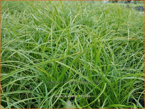 Carex arenaria | Zandzegge, Zegge | Strandsegge