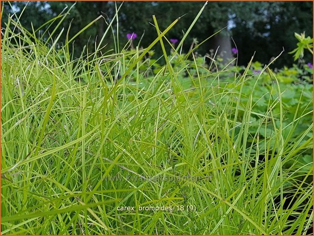 Carex bromoides | Zegge | Segge