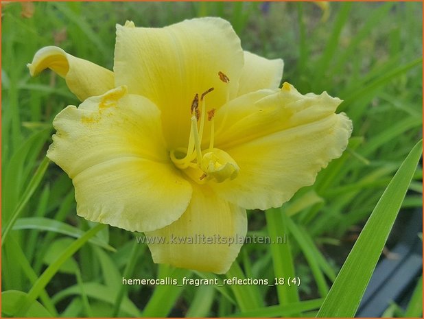 Hemerocallis 'Fragrant Reflection' | Daglelie | Taglilie | Day Lily