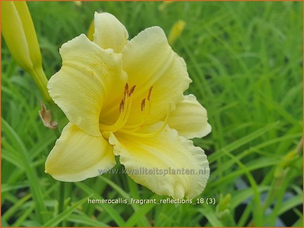 Hemerocallis 'Fragrant Reflection' | Daglelie | Taglilie