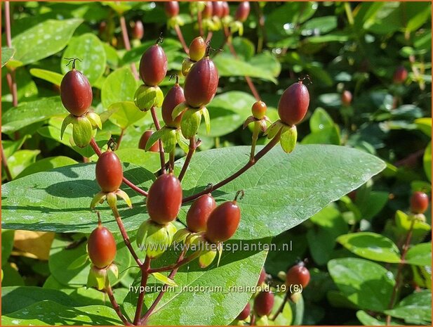 Hypericum inodorum 'Rheingold' | Hertshooi | Hohes Johanniskraut