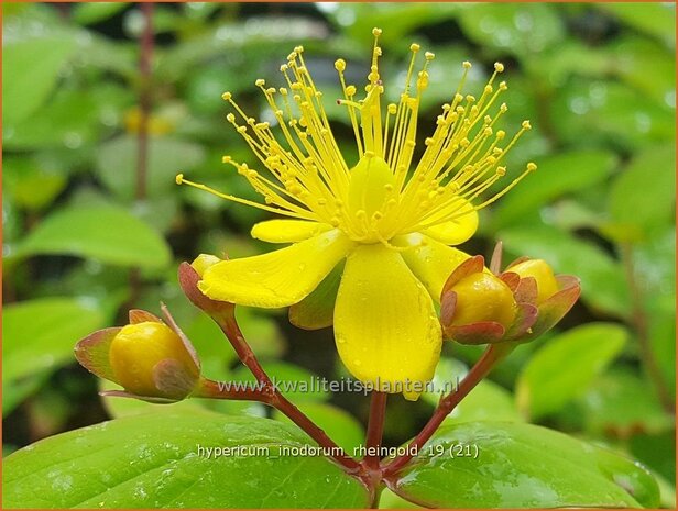 Hypericum inodorum 'Rheingold' | Hertshooi | Hohes Johanniskraut