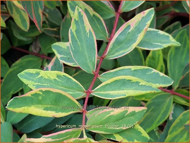 Hypericum moserianum 'Tricolor' | Hertshooi | Hohes Johanniskraut