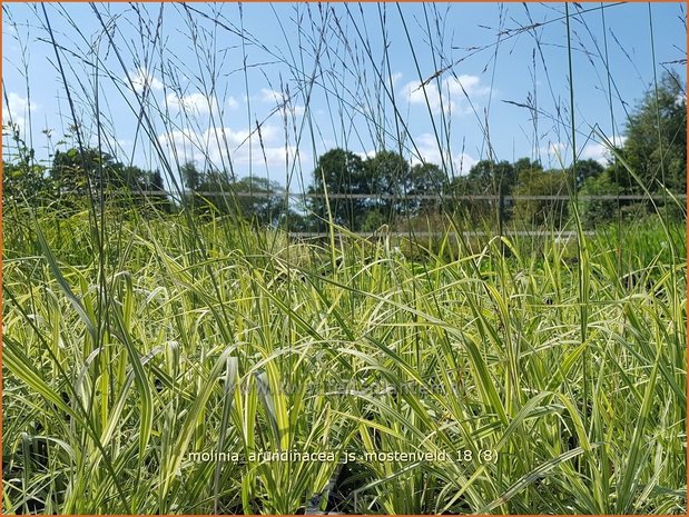 Molinia arundinacea 'JS Mostenveld' | Pijpenstrootje | Hohes Pfeifengras