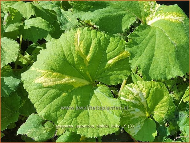 Petasites japonicus 'Nishiki-Buki' | Japans hoefblad, Allemansverdriet, Pestwortel, Hoefblad | Japanische Pestwur