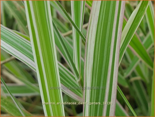 Phalaris arundinacea 'Dwarf Garters' | Rietgras, Kanariegras | Rohrglanzgras