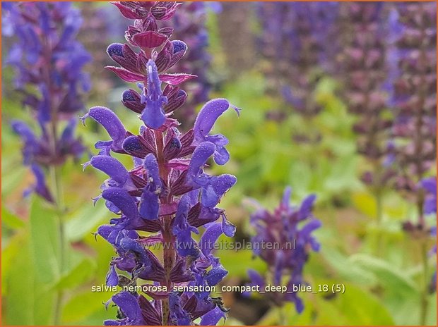 Salvia nemorosa 'Sensation Compact Deep Blue' | Bossalie, Salie, Salvia | Steppensalbei