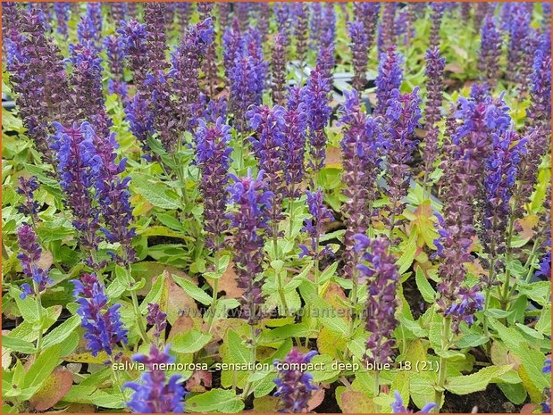 Salvia nemorosa 'Sensation Compact Deep Blue' | Bossalie, Salie, Salvia | Steppensalbei