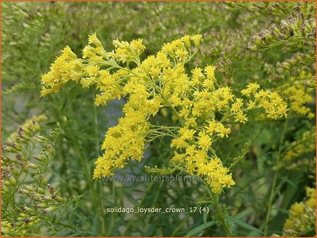 Solidago 'Loysder Crown' | Guldenroede | Goldrute | Goldenrod