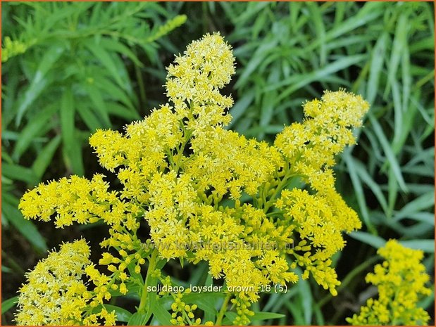 Solidago 'Loysder Crown' | Guldenroede | Goldrute | Goldenrod