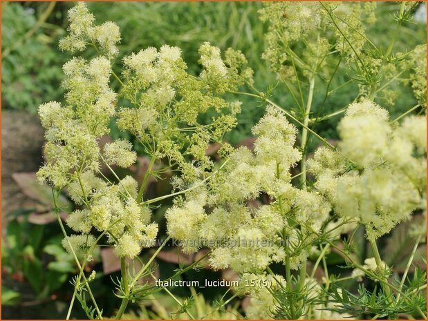 Thalictrum lucidum | Ruit | Gl&auml;nzende Wiesenraute | Meadow Rue