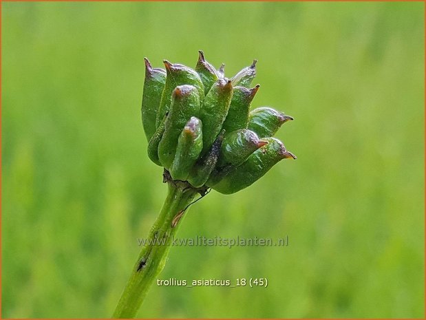 Trollius asiaticus | Aziatische kogelboterbloem | Sibirische Trollblume