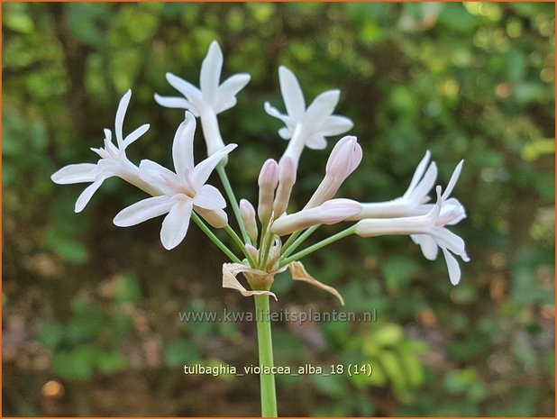 Tulbaghia violacea 'Alba' | Wilde knoffel, Kaapse knoflook | Zimmerknoblauch