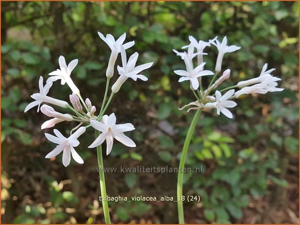 Tulbaghia violacea 'Alba' | Wilde knoffel, Kaapse knoflook | Zimmerknoblauch