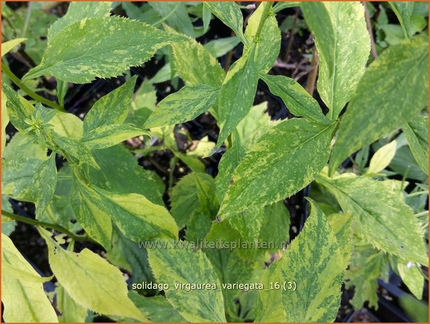 Solidago virgaurea 'Variegata' | Echte guldenroede, Guldenroede | Gemeine Goldrute