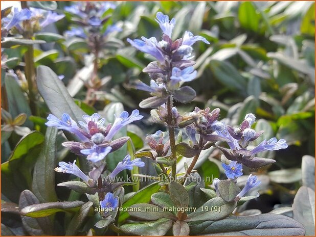 Ajuga reptans 'Mini Mahogany' | Zenegroen | Kriechender Günsel