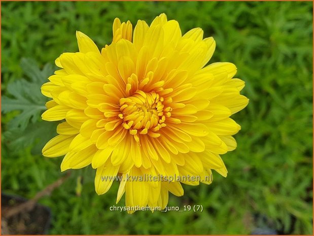 Chrysanthemum 'Juno' | Tuinchrysant, Chrysant | Herbstchrysantheme