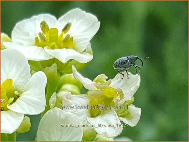 Crambe maritima 'Lilywhite' | Zeekool, Bolletjeskool | Weisser Meerkohl