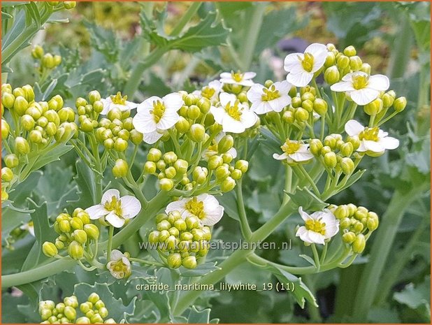Crambe maritima 'Lilywhite' | Zeekool, Bolletjeskool | Weisser Meerkohl