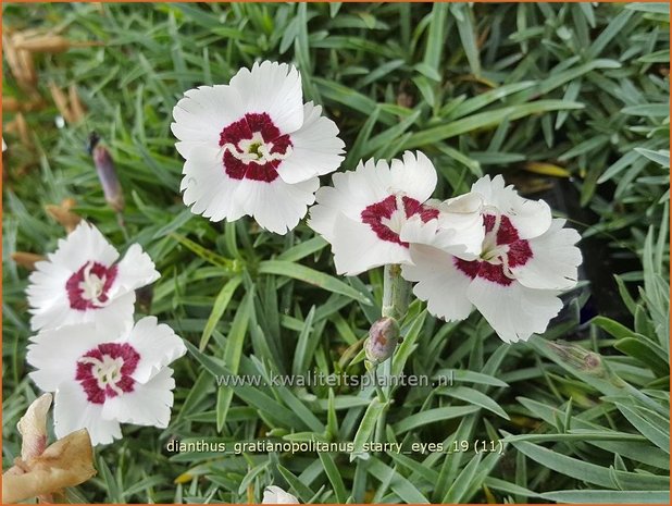 Dianthus gratianopolitanus 'Starry Eyes' | Rotsanjer, Anjer | Pfingstnelke