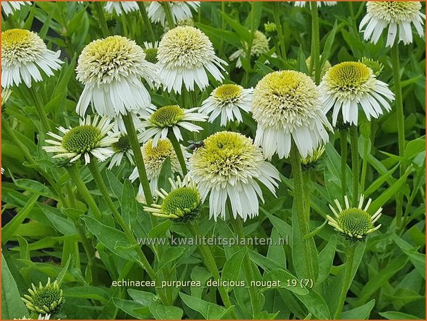 Echinacea purpurea 'Delicious Nougat' | Rode zonnehoed, Zonnehoed | Roter Sonnenhut