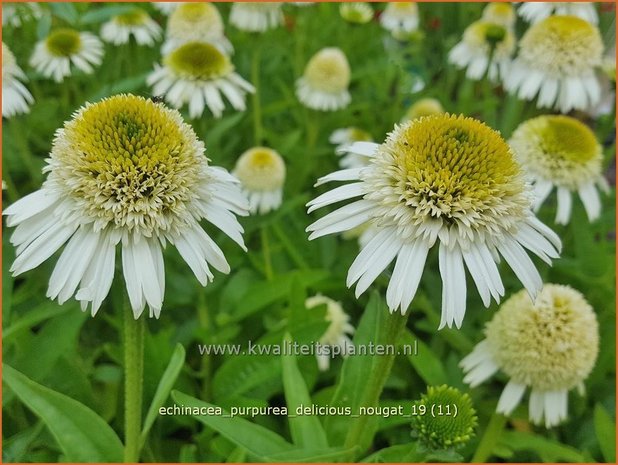 Echinacea purpurea 'Delicious Nougat' | Rode zonnehoed, Zonnehoed | Roter Sonnenhut