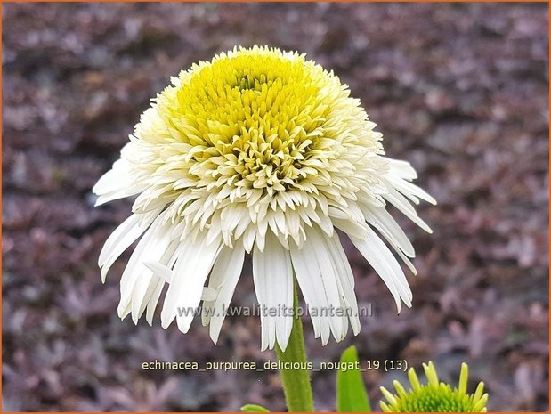 Echinacea purpurea 'Delicious Nougat' | Rode zonnehoed, Zonnehoed | Roter Sonnenhut