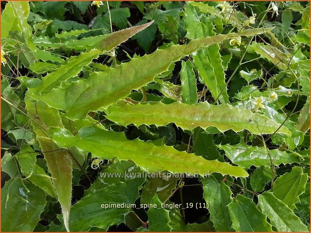 Epimedium 'Spine Tingler' | Elfenbloem | Elfenblume