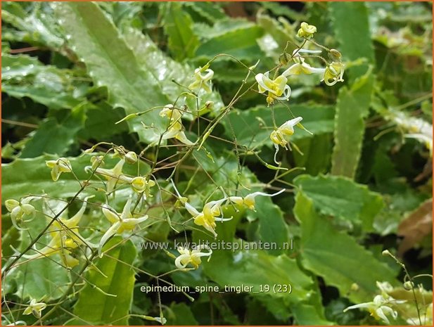 Epimedium 'Spine Tingler' | Elfenbloem | Elfenblume