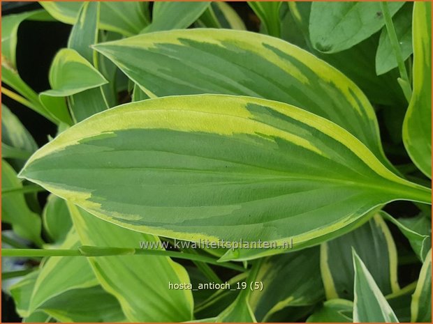 Hosta 'Antioch' | Hosta, Hartlelie, Funkia | Funkie | Hosta