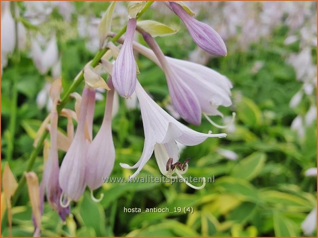 Hosta 'Antioch' | Hosta, Hartlelie, Funkia | Funkie