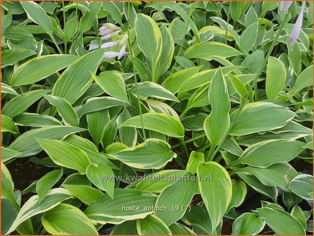 Hosta 'Antioch' | Hosta, Hartlelie, Funkia | Funkie