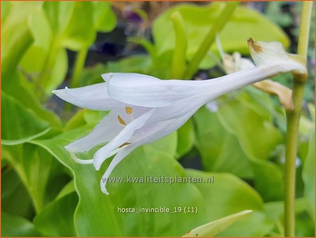 Hosta 'Invincible' | Hosta, Hartlelie, Funkia | Funkie