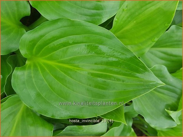 Hosta 'Invincible' | Hosta, Hartlelie, Funkia | Funkie