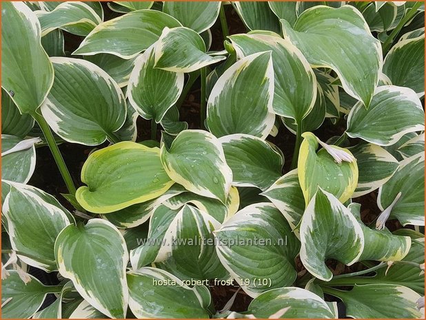 Hosta 'Robert Frost' | Hosta, Hartlelie, Funkia | Funkie