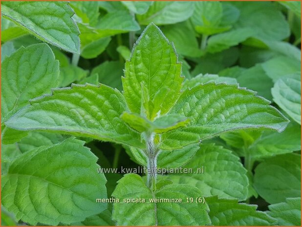 Mentha spicata 'Weinminze' | Aarmunt, Groene munt, Kruizemunt, Munt | Ährige Minze
