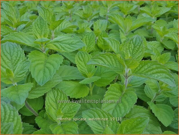 Mentha spicata 'Weinminze' | Aarmunt, Groene munt, Kruizemunt, Munt | Ährige Minze