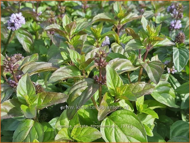 Mentha spicata 'Zitronenminze' | Aarmunt, Groene munt, Kruizemunt, Munt | &Auml;hrige Minze