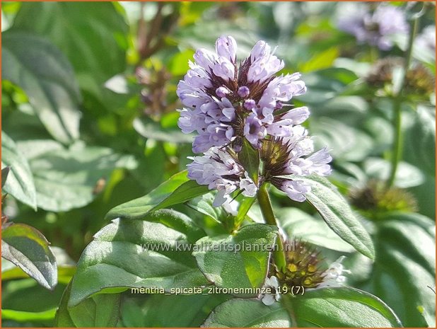 Mentha spicata 'Zitronenminze' | Aarmunt, Groene munt, Kruizemunt, Munt | &Auml;hrige Minze