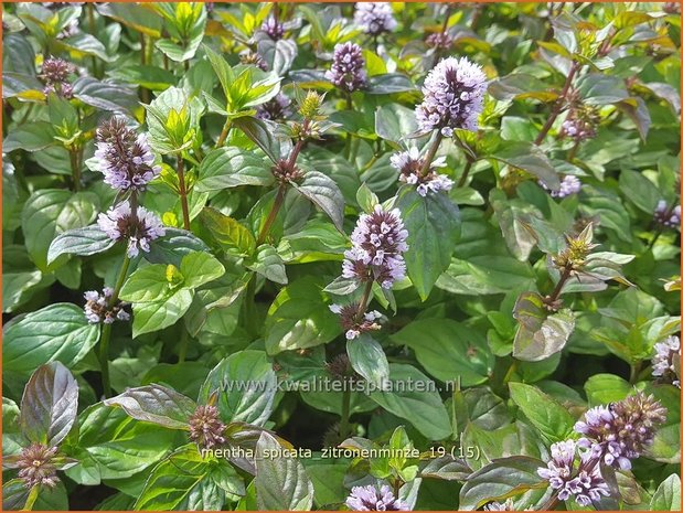 Mentha spicata 'Zitronenminze' | Aarmunt, Groene munt, Kruizemunt, Munt | &Auml;hrige Minze
