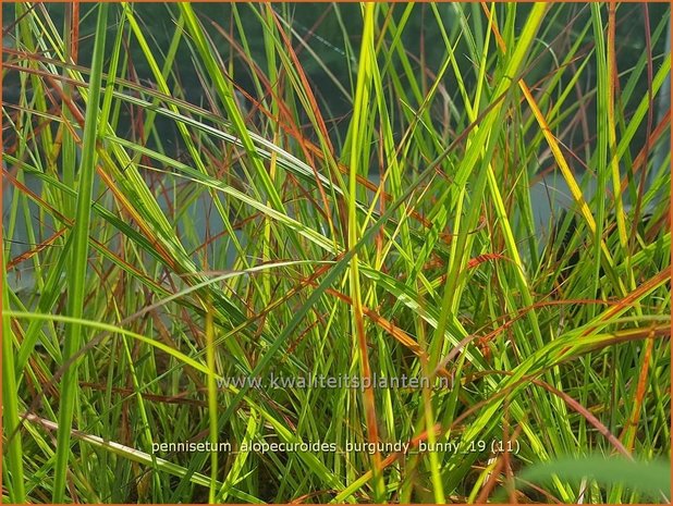 Pennisetum alopecuroides 'Burgundy Bunny' | Breed lampenpoetsersgras, Borstelveergras | Lampenputzergras