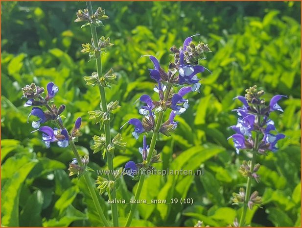 Salvia 'Azure Snow' | Salie, Salvia | Salbei