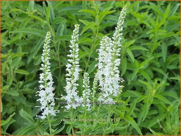 Veronica longifolia 'Alba' | Lange ereprijs, Ereprijs | Langblättriger Ehrenpreis