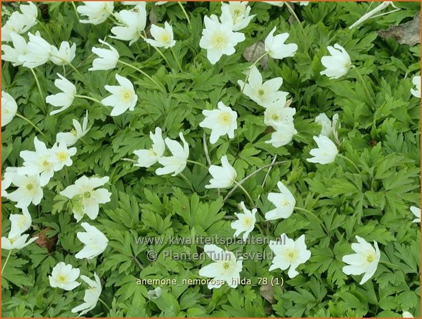 Anemone nemorosa 'Hilda' | Bosanemoon, Anemoon | Busch-Windröschen